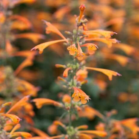 Agastache Seeds – Orange Hyssop
