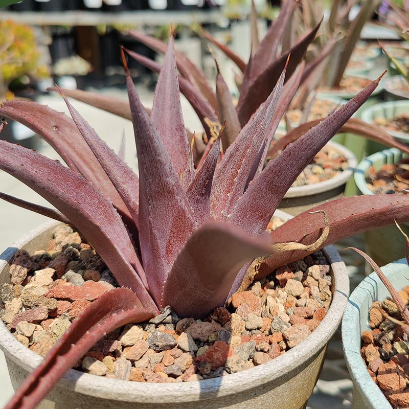 Agave Seeds – Kerchovei
