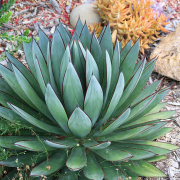 Agave Seeds – Bonsai Rare Succulent
