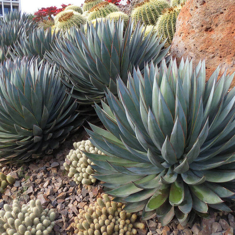 Agave Seeds – Bonsai Rare Succulent
