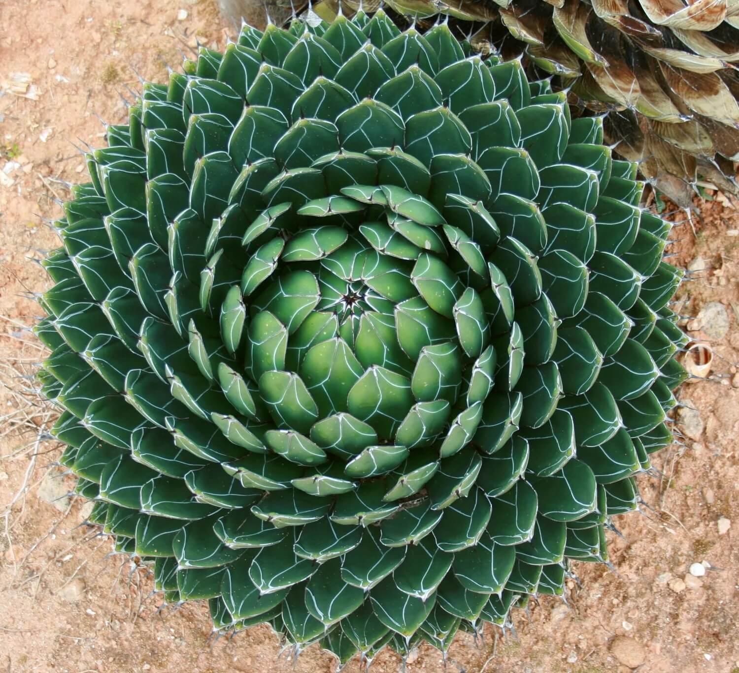 Agave Seeds – Green Victoria
