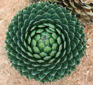Agave Seeds – Green Victoria
