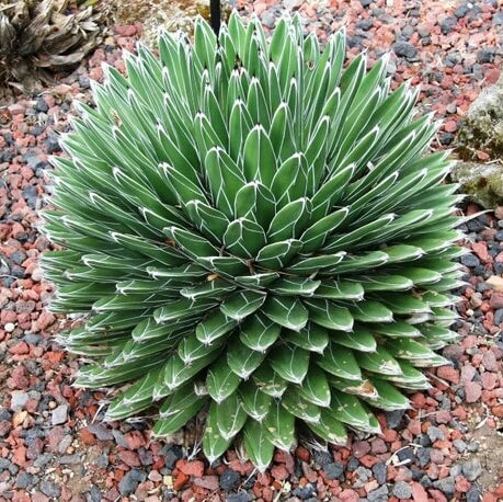 Agave Seeds – Green Victoria
