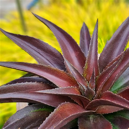 Agave Seeds – Kerchovei
