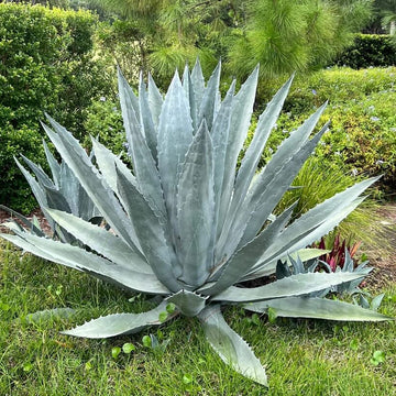 Agave Seeds – Mixed
