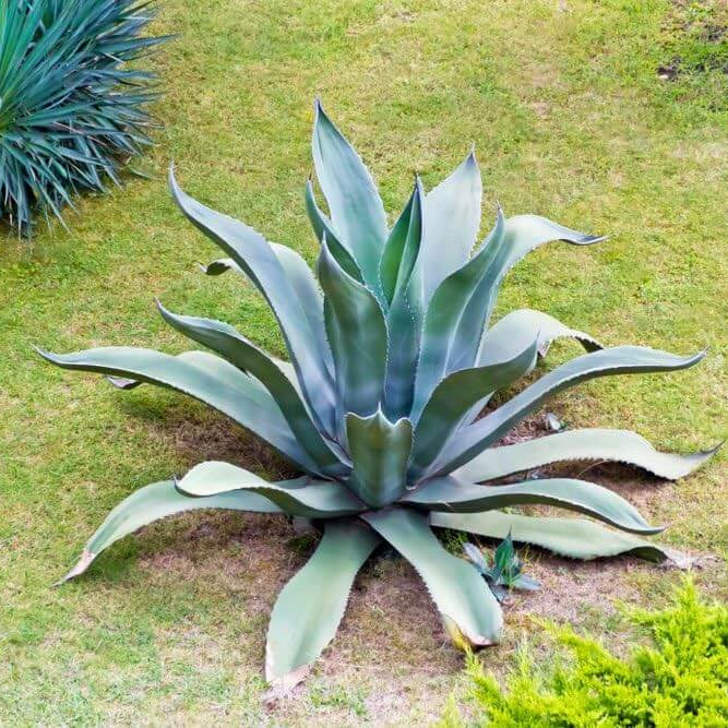 Agave Seeds – Mixed
