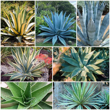 Agave Seeds - All In One For Home Gardens