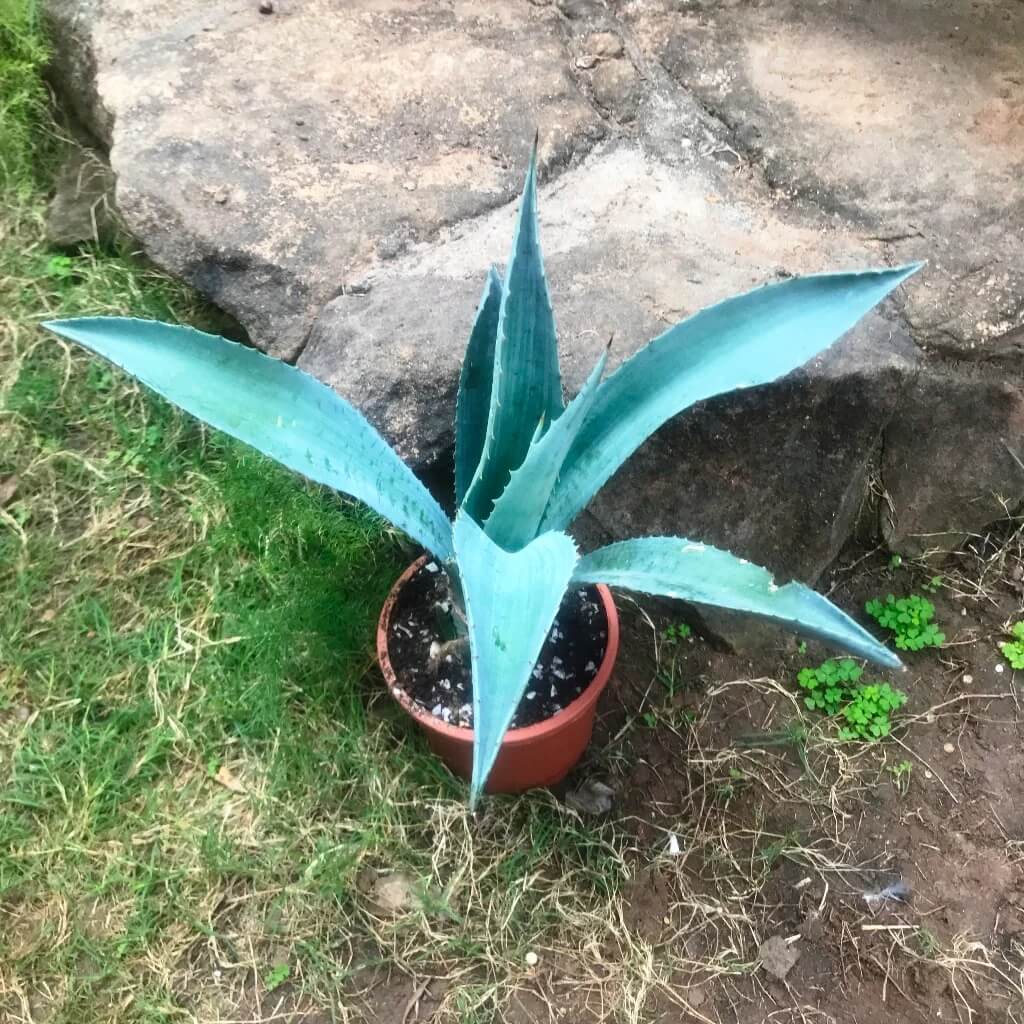 Agave Seeds - All In One For Home Gardens