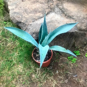 Agave Seeds - All In One For Home Gardens