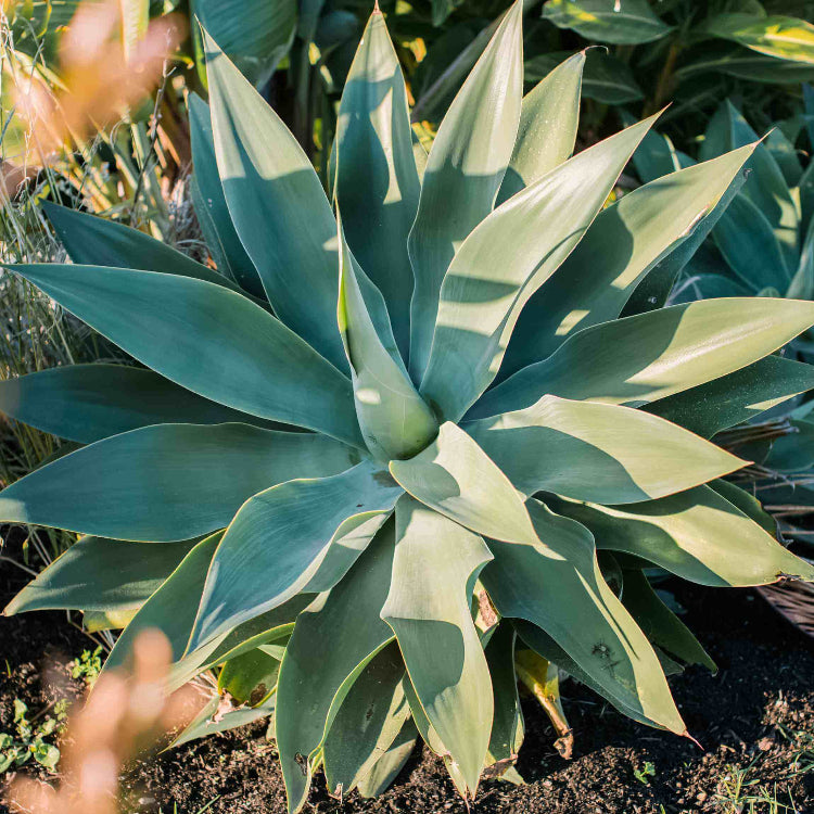 Agave Seeds - All In One For Home Gardens
