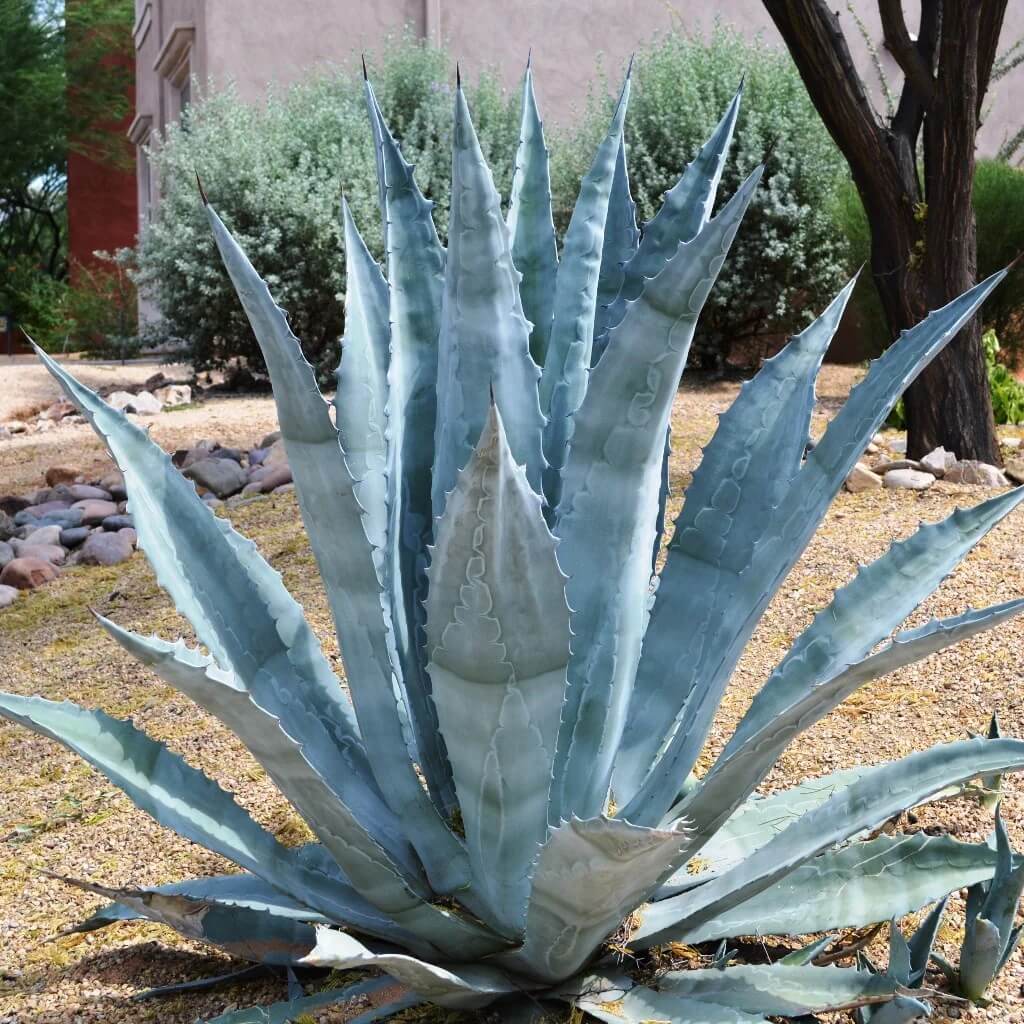 Agave Seeds - All In One For Home Gardens