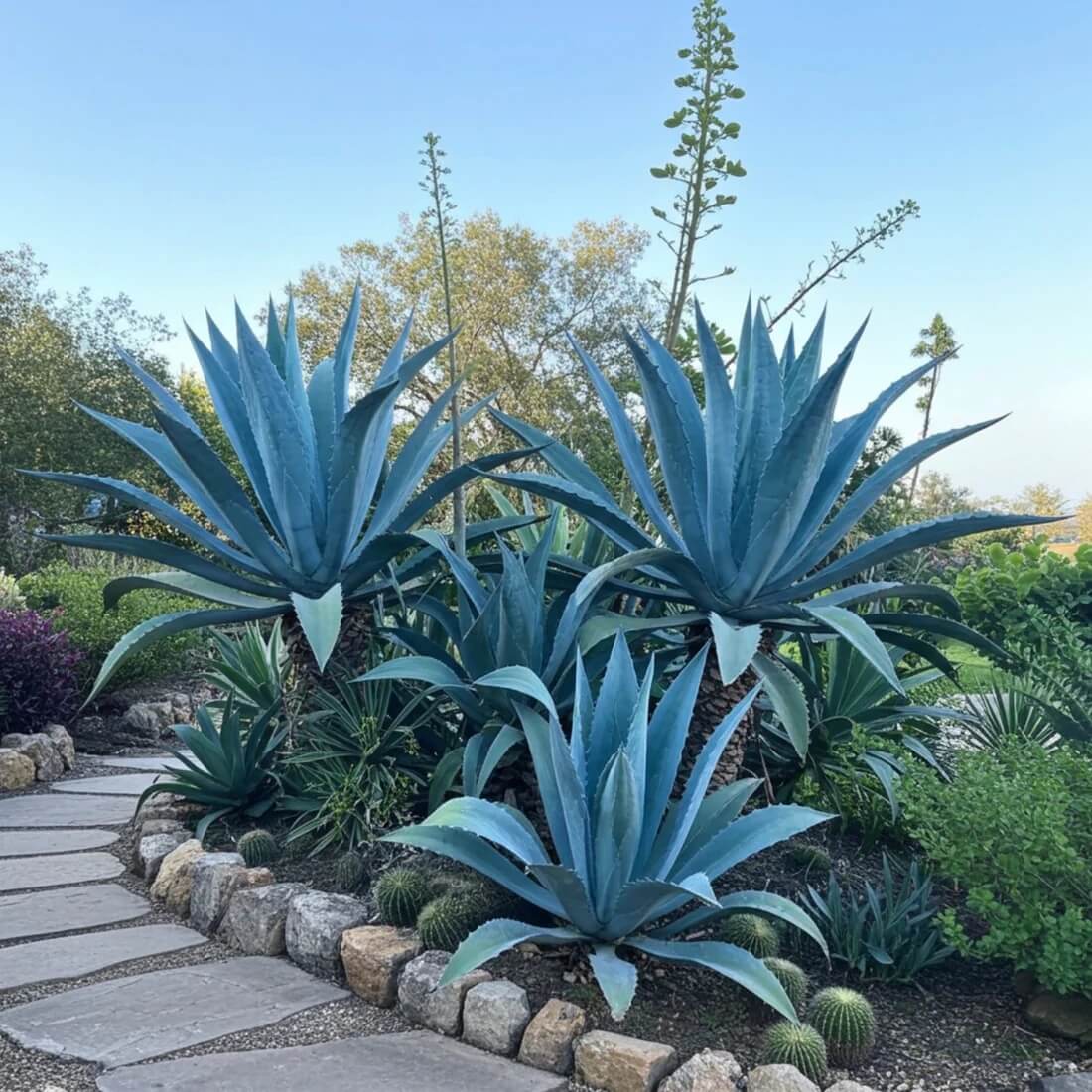 Agave Seeds - All In One For Home Gardens