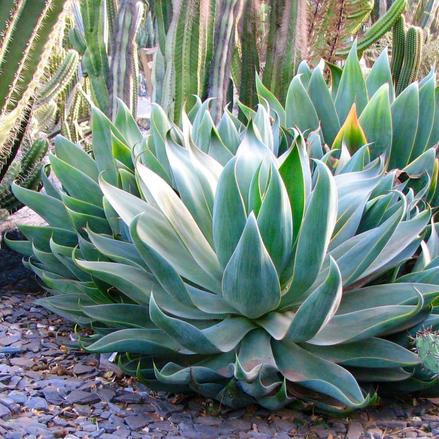Agave Seeds - All In One For Home Gardens