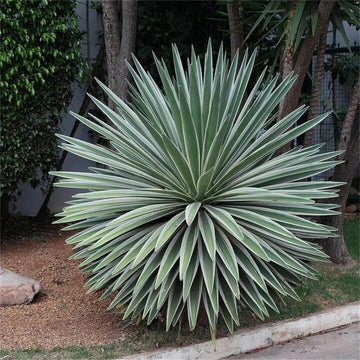 Agave Seeds – Angustifolia Green