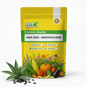 Agave Seeds – Angustifolia Green