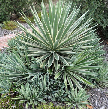 Agave Seeds – Angustifolia Green