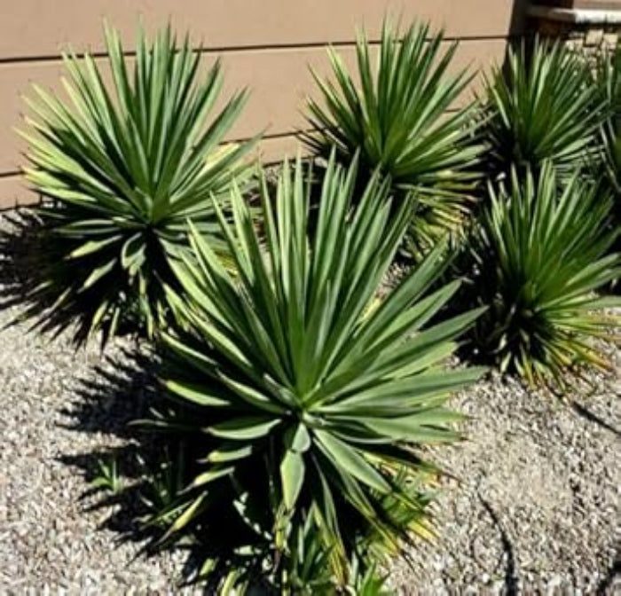 Agave Seeds – Angustifolia Green