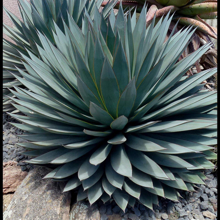 Agave Seeds – Bonsai Rare Succulent

