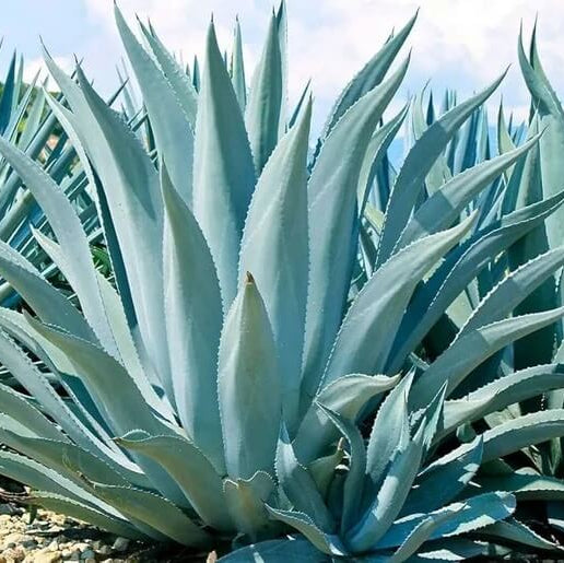 Agave Seeds – Ferox Green