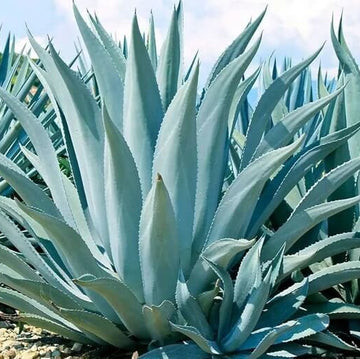 Agave Seeds – Ferox Green