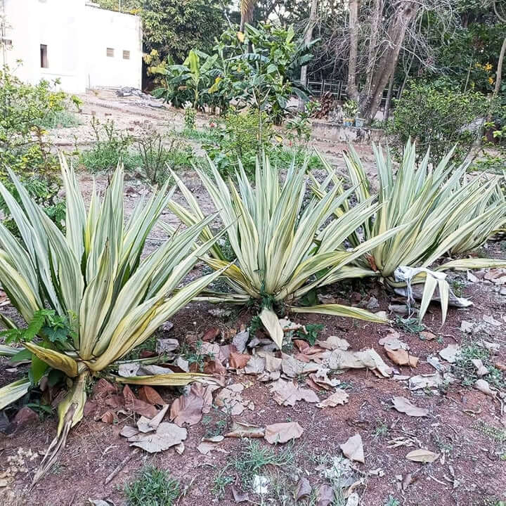 Agave Seeds – Ferox Green