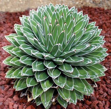 Agave Seeds – Green Victoria
