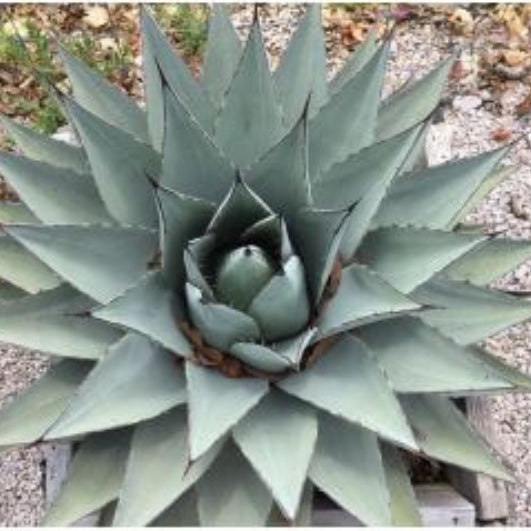 Agave Seeds – Havardiana