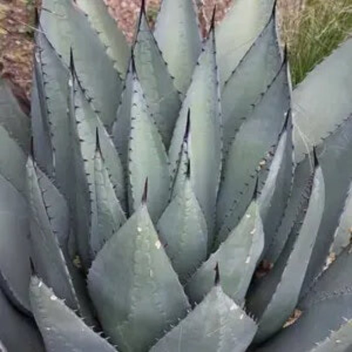 Agave Seeds – Havardiana
