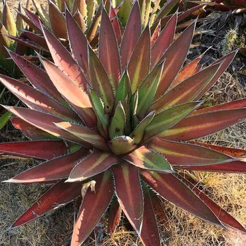 Agave Seeds – Kerchovei
