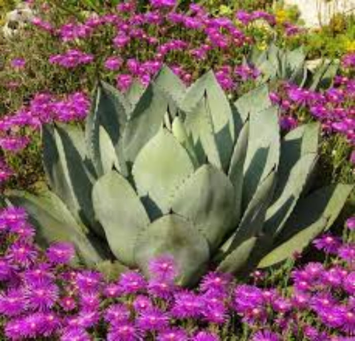 Agave Seeds – Parryi Green