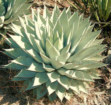 Agave Seeds – Parryi Green
