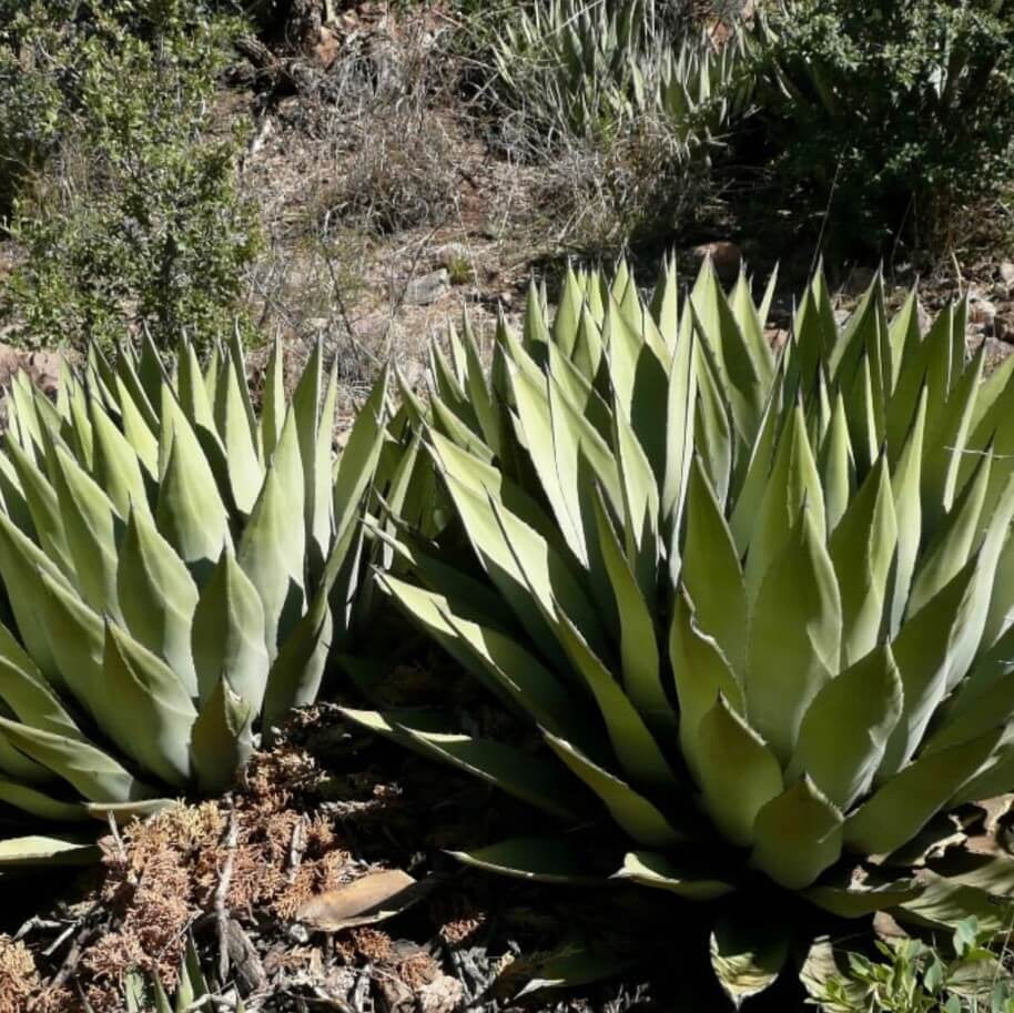 Agave Seeds – Parryi Green