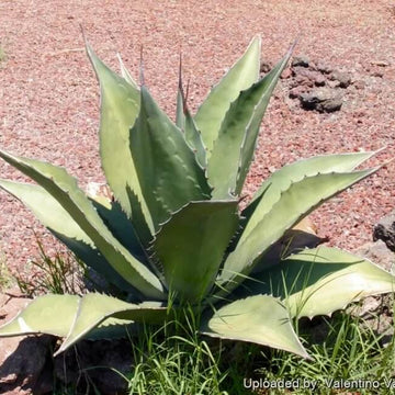 Agave Seeds – Silver Salmiana
