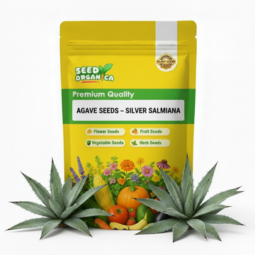 Agave Seeds – Silver Salmiana