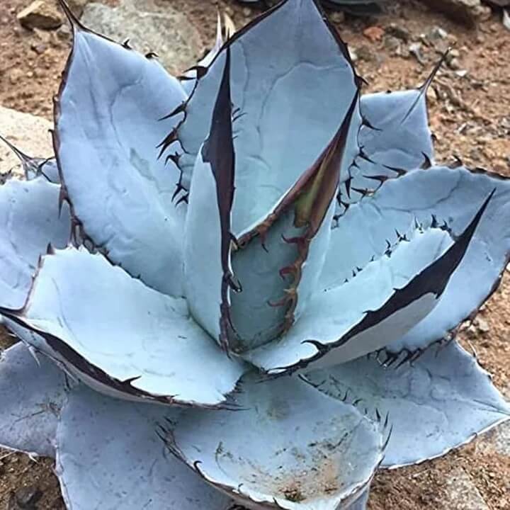 Agave Seeds – Titanota Blue