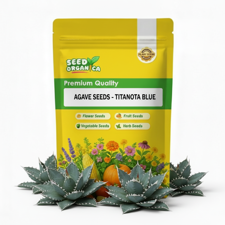 Agave Seeds – Titanota Blue