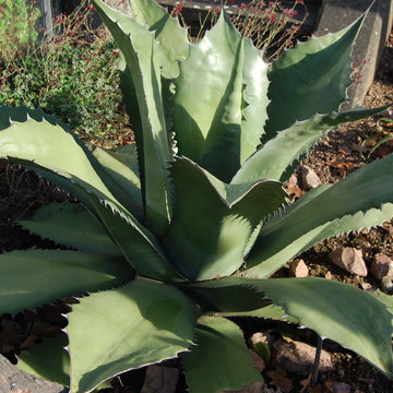Agave Seeds – Silver Salmiana
