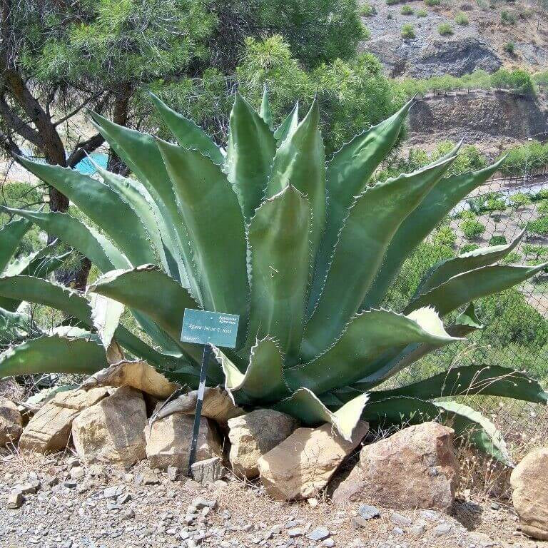 Agave Seeds – Silver Salmiana
