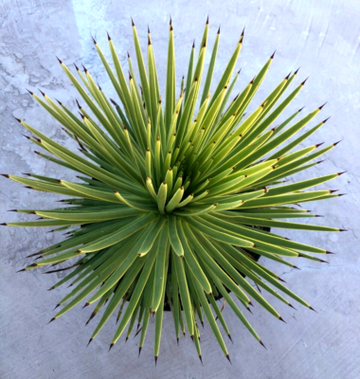 Agave Stricta Seeds – Green