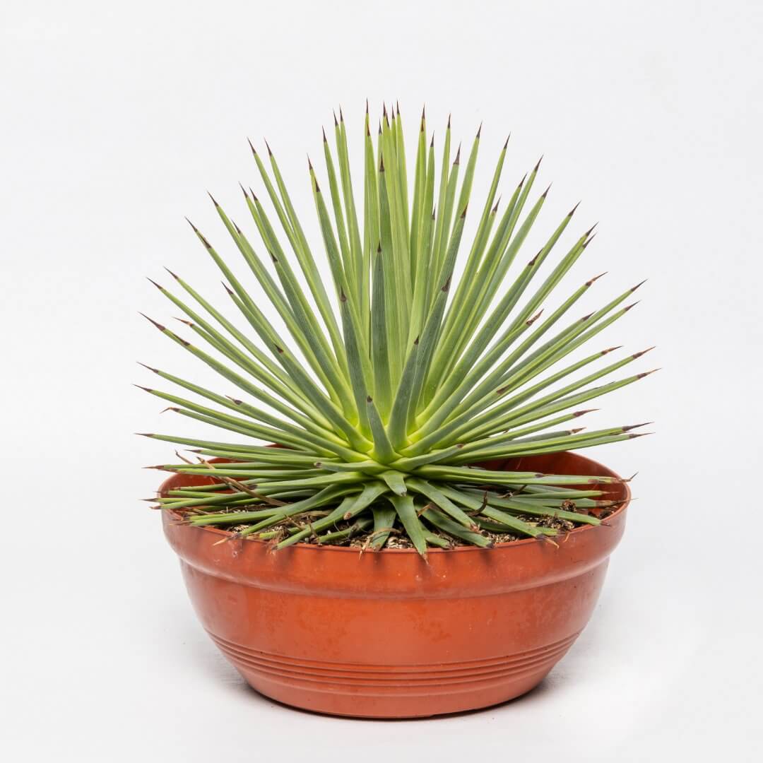 Agave Stricta Seeds – Green