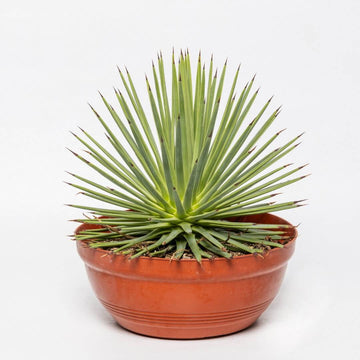 Agave Stricta Seeds – Green