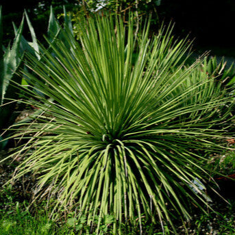 Agave Stricta Seeds – Green