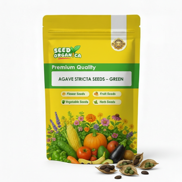 Agave Stricta Seeds – Green