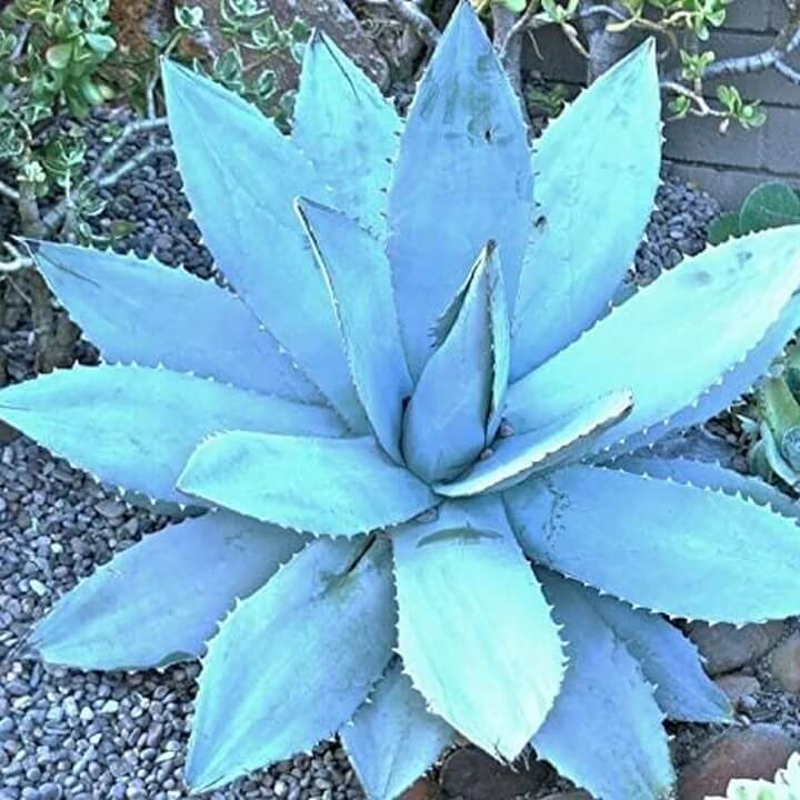 Agave Seeds – Titanota Blue