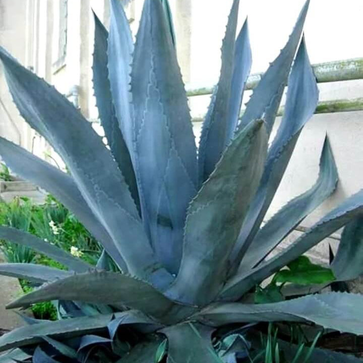Agave Seeds – Titanota Blue