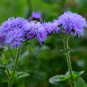 Ageratum Seeds – Heirloom