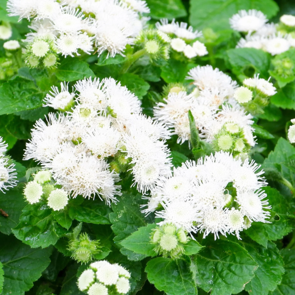 Ageratum Seeds - White
