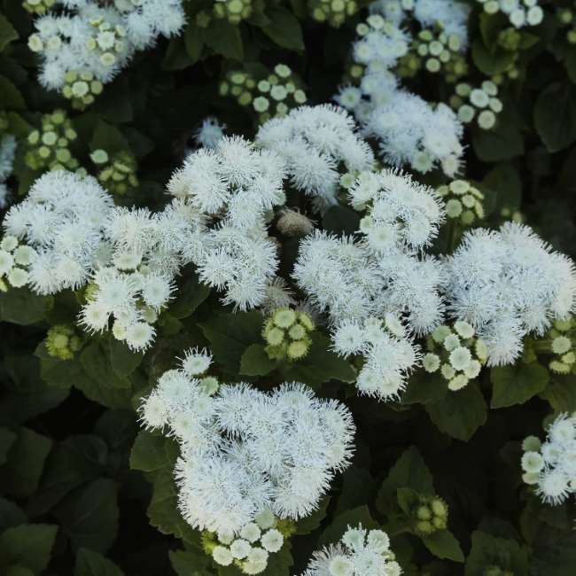 Ageratum Seeds - White