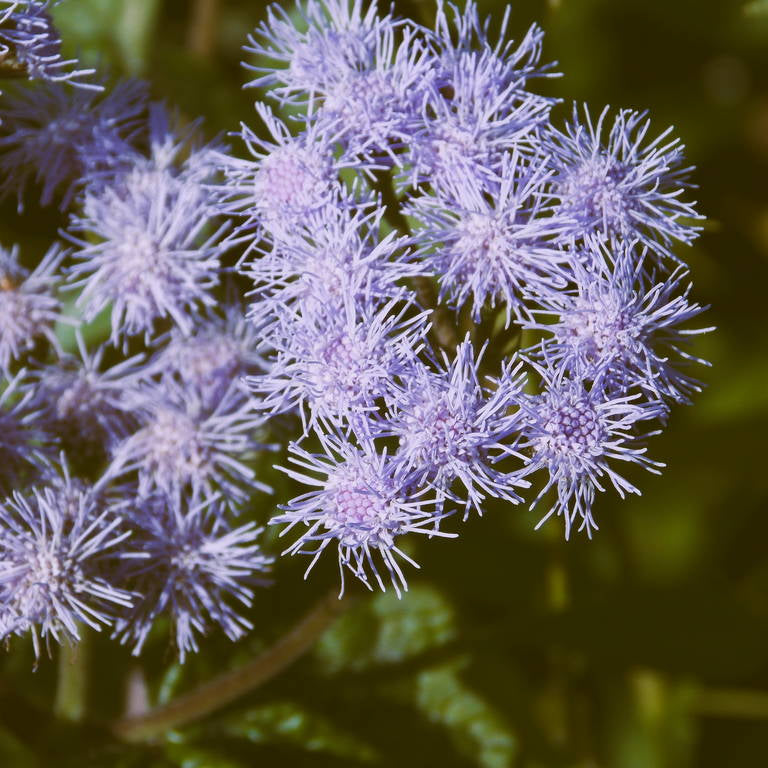 Ageratum Seeds – Blue Mist Hardy
