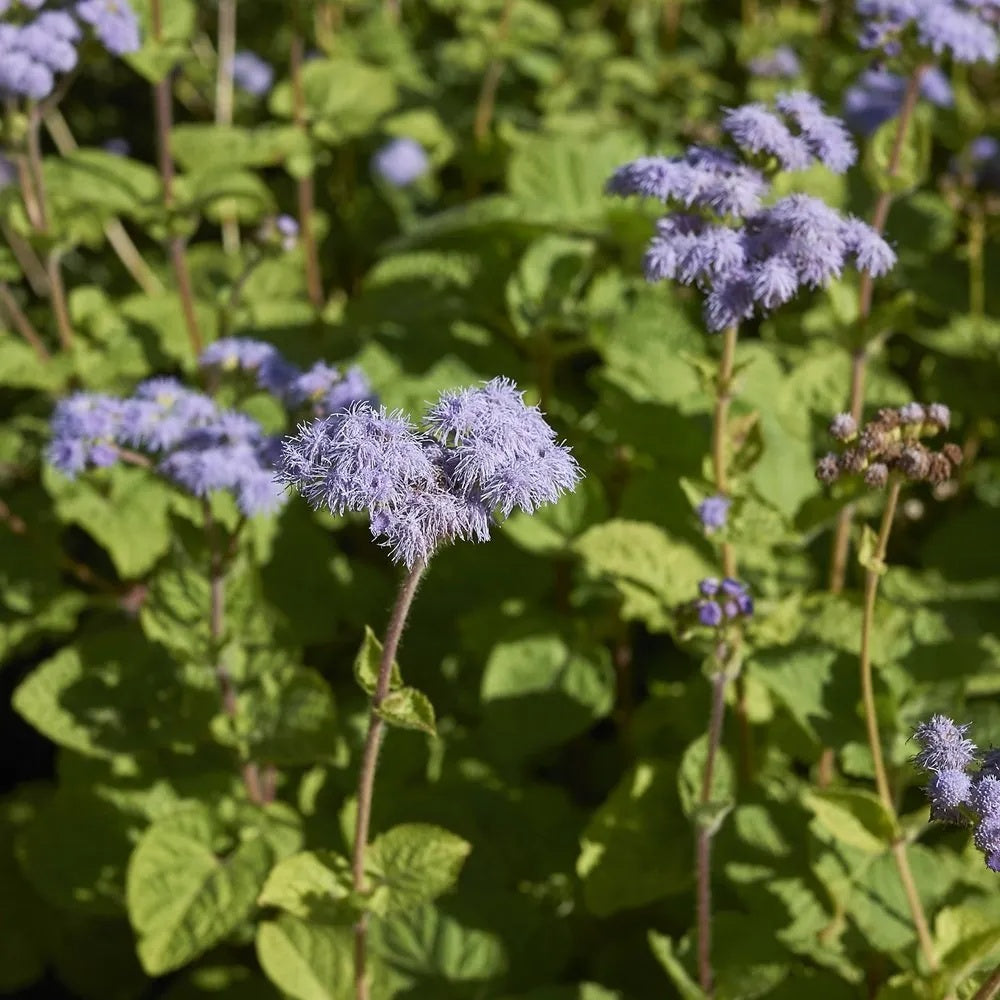 Ageratum Seeds – Blue Mist Hardy
